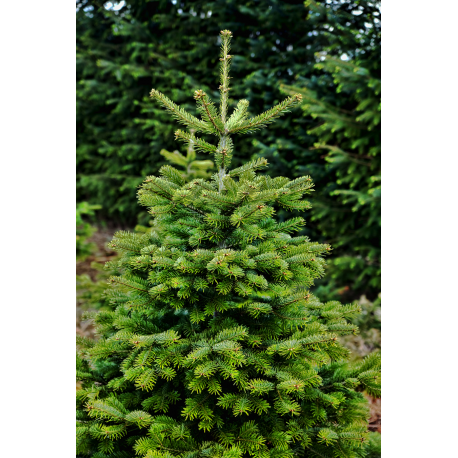 Weihnachtsbaum 1A Premium-Qualität Höhe ca. 1,10 Meter