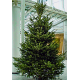 2,70-2,80 Meter Weihnachtsbaum 1A Premium-Qualität